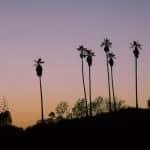 LA Sunset