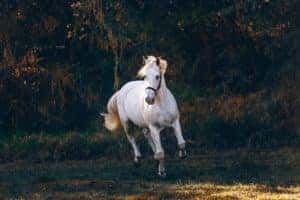 white horse in mid air
