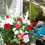 Side view of an attractive florist shop attendant watering and tendering her floral pots and arrangements in her flowers florist store during a sunny day, outdoors.
