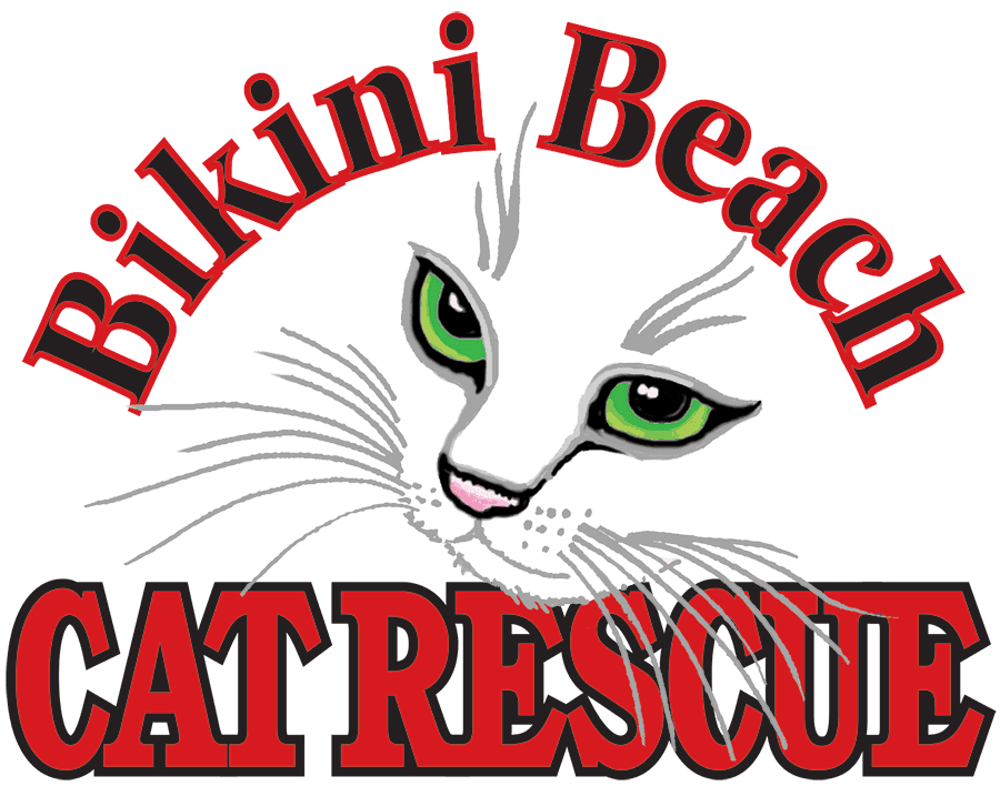 bikini beach cat