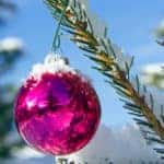 Pink ball hanging from fir free