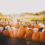 Pumpkin patch in fall