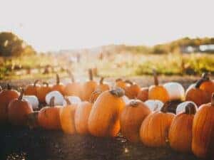 Pumpkin patch in fall