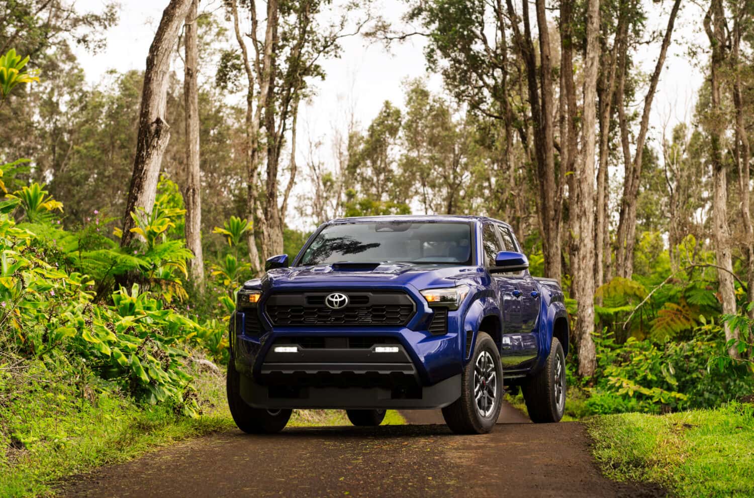 2025 Toyota Tacoma parked in forest